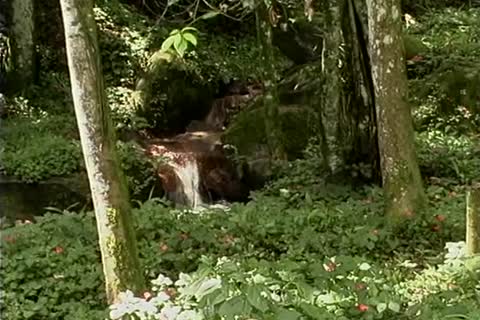 attractive tgirl With banging booty Gives oral outdoors Then bonks
