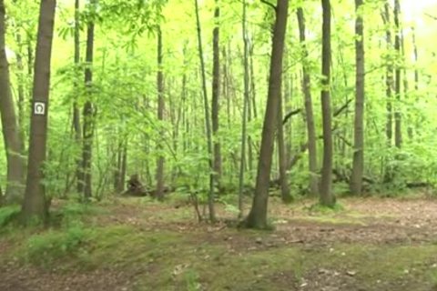 This shemale Wants Sex In The Forest