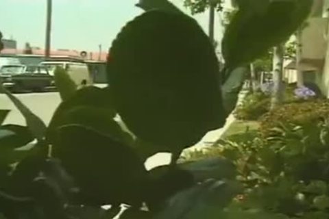 tranny pounds lucky lad