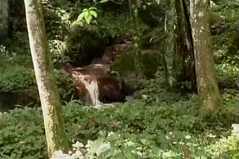 Outdoor slutty Bonking