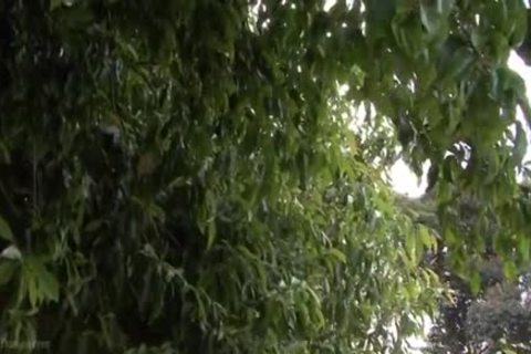 Renata Davila Pissing