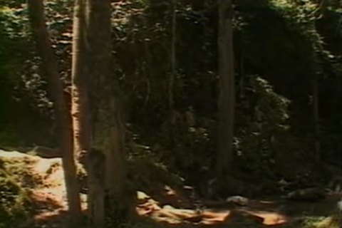 Amanda & Paula - threesome In The Forest
