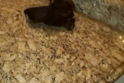 Robbi Racks - naughty Clits - Feed Me TS cock