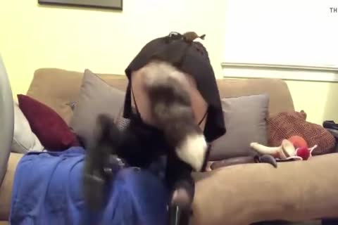 Kitty 25