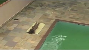 banging teen shelady Poolside