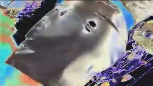 fat guy Bonks diminutive mangos hawttie