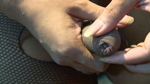 third world media movies: Oiled Up For Some Naughty Fun