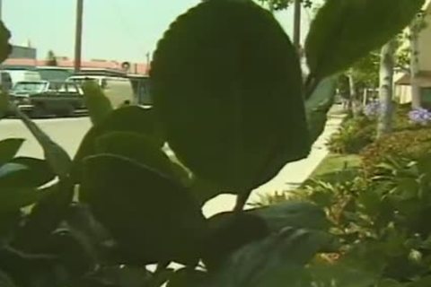SUMMER cuties AND SOME ARE NOT 1 - Scene 1